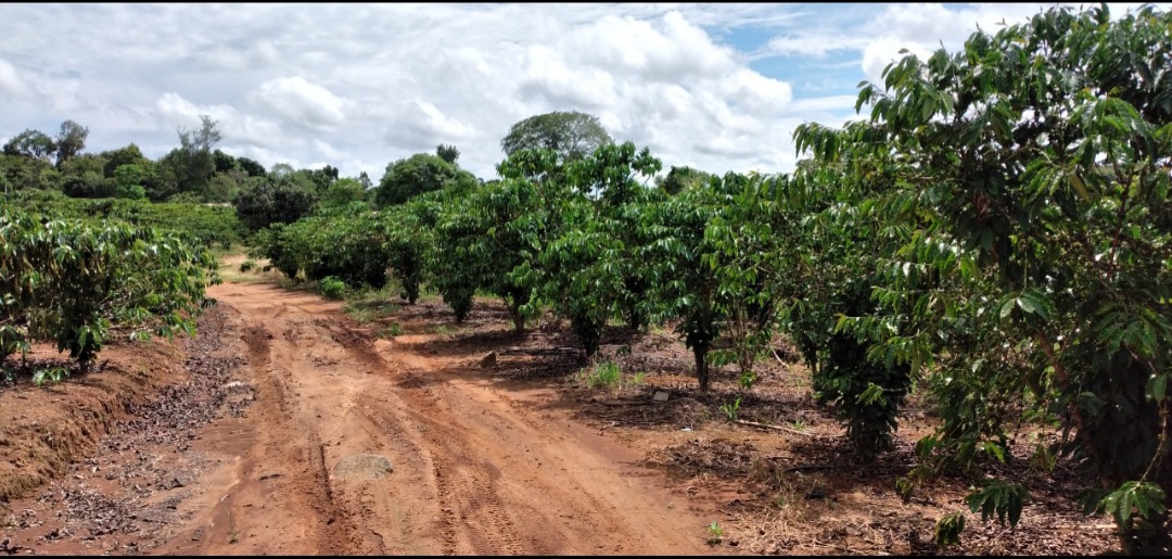 Venda CHÁCARAS Alta Floresta D´Oeste - RO