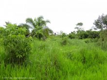 Venda SITIO Alta Floresta D´Oeste - RO