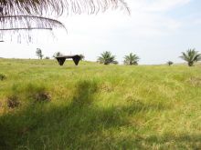 Venda FAZENDA Alto Alegre dos Parecis - RO