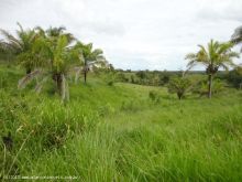 Venda FAZENDA Alta Floresta D´Oeste - RO